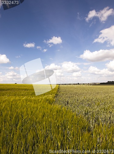 Image of field with cereals  