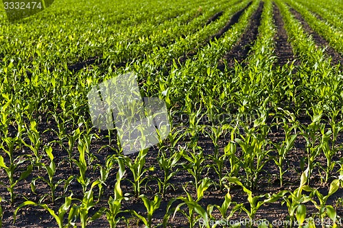 Image of young corn  