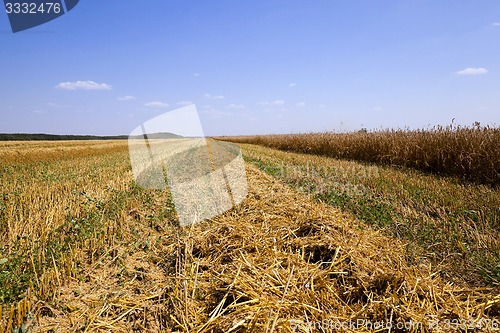 Image of harvesting  