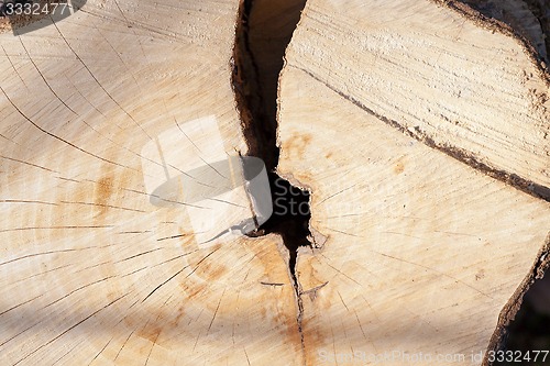 Image of the sawn tree 