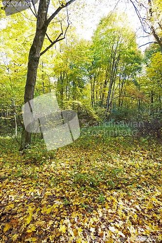 Image of the autumn wood  