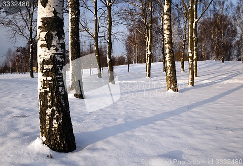 Image of trees in the winter  