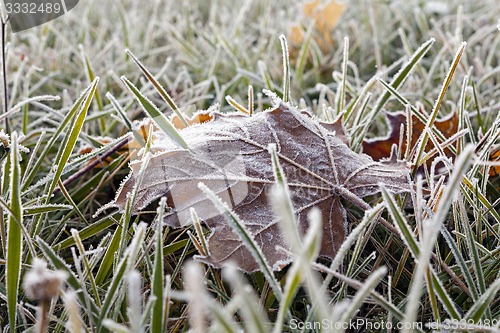 Image of frozen grass 