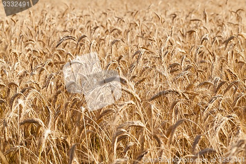 Image of the ripened cereals  