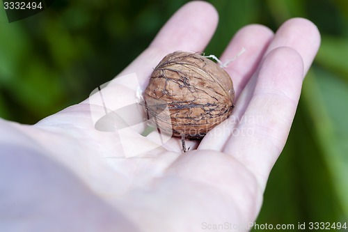Image of walnut  