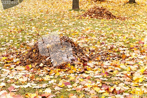 Image of foliage of trees  