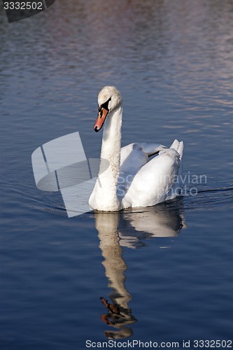 Image of white swan floating.