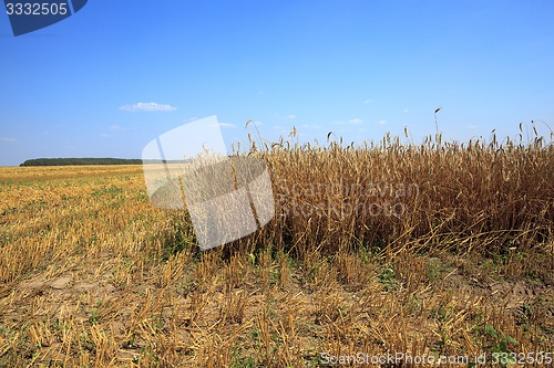 Image of harvesting  