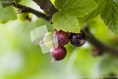 Image of currant berries  