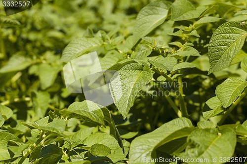 Image of leaf of potatoes  