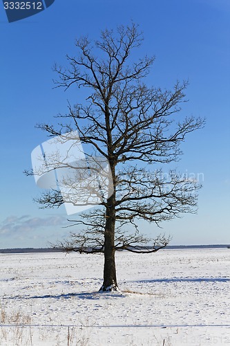 Image of trees in the winter  