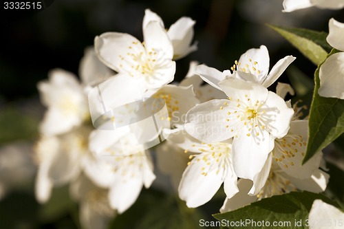 Image of jasmine flowers  