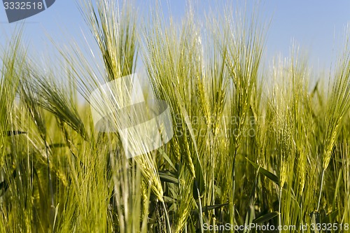 Image of cereals 