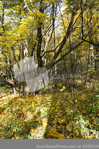 Image of the autumn wood 