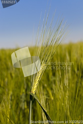 Image of cereals  