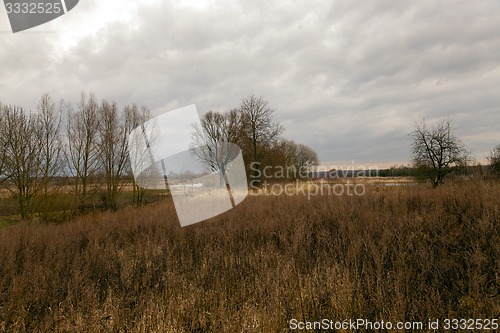 Image of dried grass  