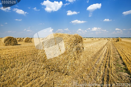 Image of agriculture  