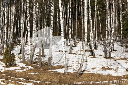 Image of birch grove in winter  