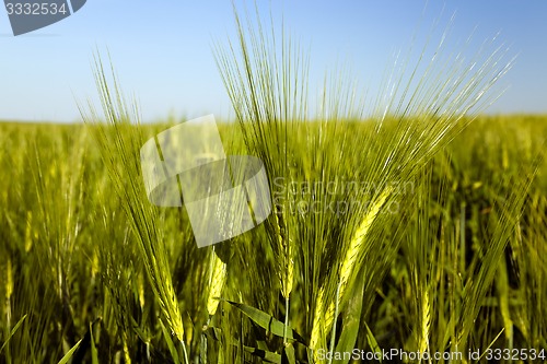 Image of ears of rye  