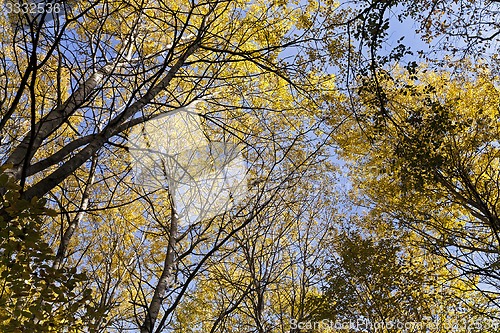 Image of the autumn wood  