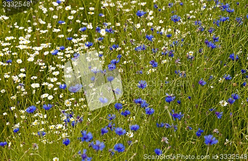 Image of blooming chamomile and cornflower  