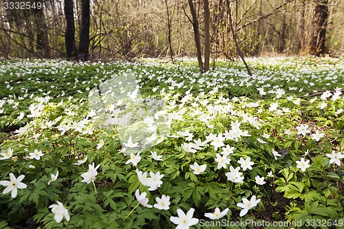 Image of spring flowers  