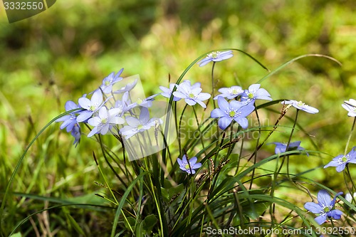Image of spring flowers  