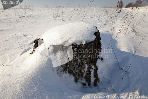 Image of stump under snow 