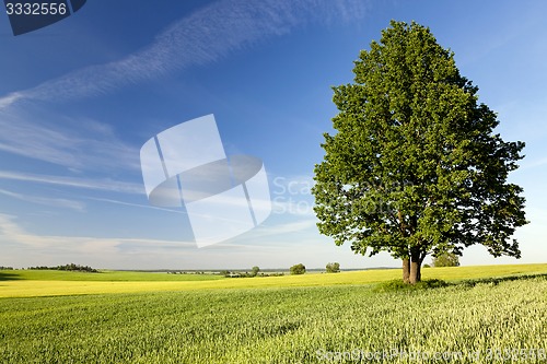 Image of lonely tree in a field  