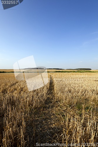 Image of path in the agricultural field 