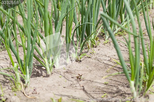 Image of leaves leek  