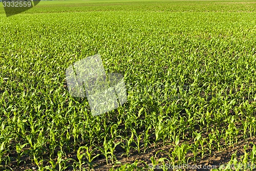 Image of corn sprouts  