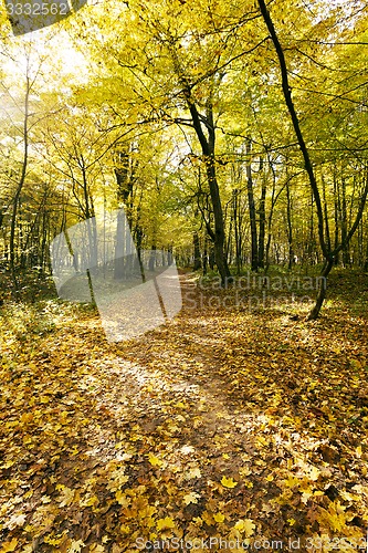 Image of the autumn wood  