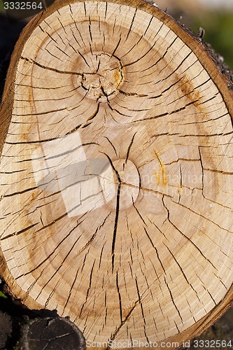 Image of the sawn tree 