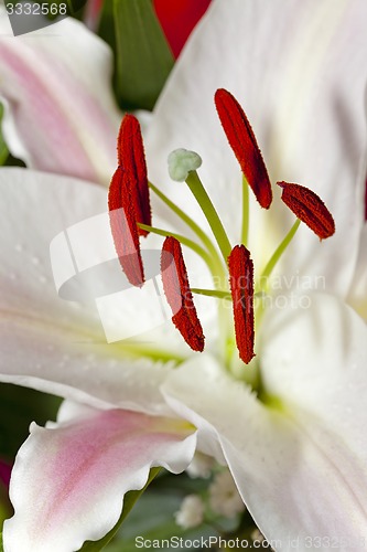 Image of lily flower  