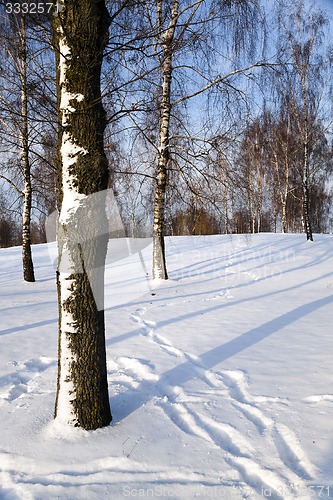 Image of birch grove in winter 