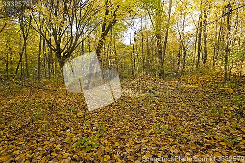 Image of the autumn wood 