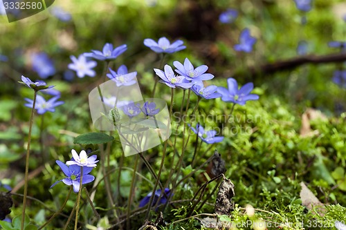 Image of spring flowers  