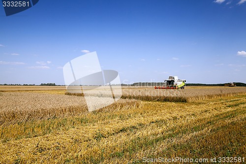 Image of harvesting  