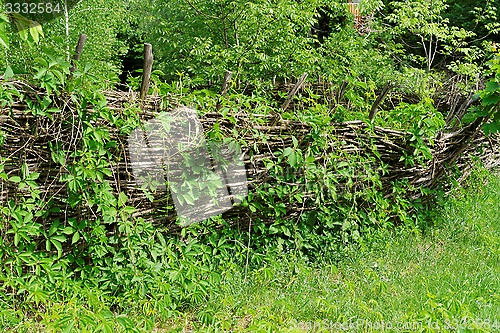 Image of Vine-covered rickety lath fence in Ukrainian village at summer