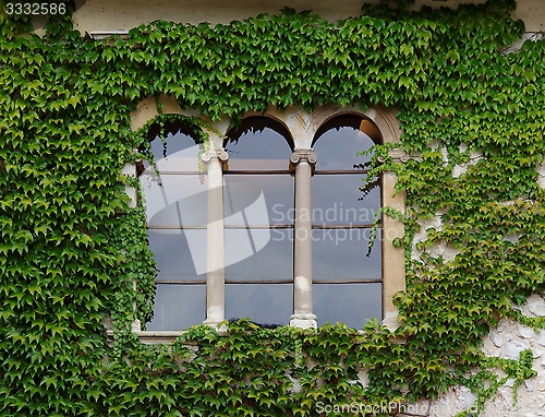 Image of Castle window with ivy in Slovenia