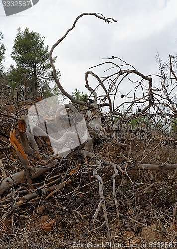 Image of Big tangled snag on the hill 