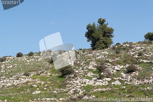 Image of Lonely tree on the slope of the Mediterranean hill 