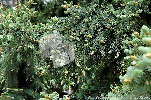 Image of Young sprouts of Blue Spruce (Picea pungens) 