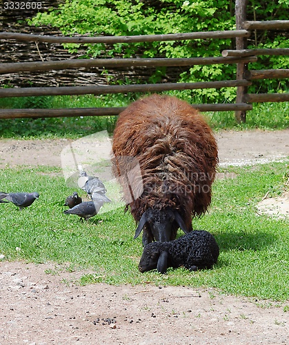 Image of Brown sheep with a black lamb in a farmyard