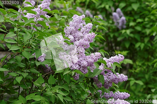 Image of Delicate pink lilac flowers on the bushes