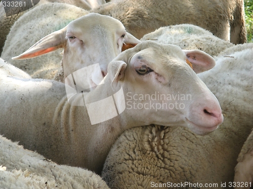 Image of herd of ewes