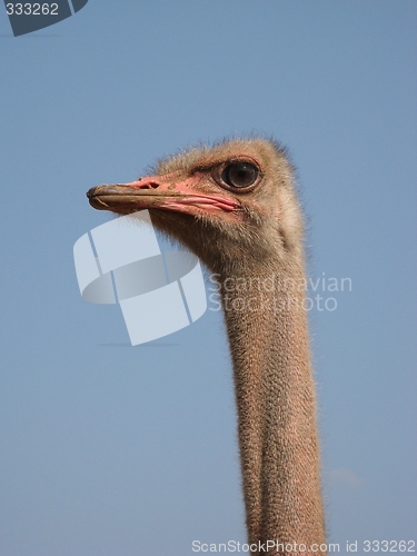 Image of ostrich