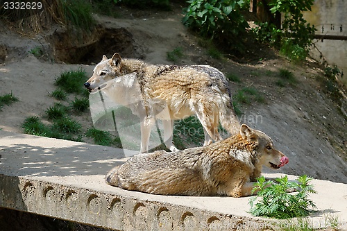 Image of Two Two gray wolves in a zoo