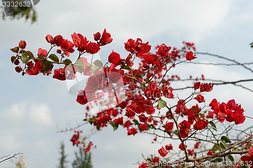 Image of Branch with red flowers on sky background